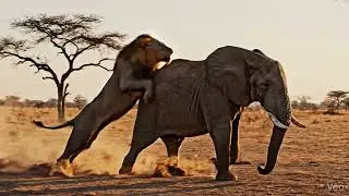 lion attacking an elephant