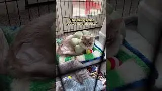 Моему коту сделали операцию FHO