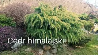 Cedr himalajski Golden Horizon roślina iglasta o pięknych igłach