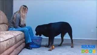 Brain Training for Dogs - Turn Your Dog into a Genius