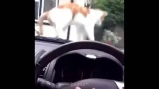 Cat Jumping from Horn to Marvin Gaye - Let's Get It On
