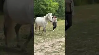 🧠 Coaching vs 🐎 &Eacute;quicoaching #equicoaching #cheval #horsecoaching #animaux #coaching