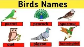 🕊️ Learn Birds Names | Fun & Easy Bird Names for Kids 🐦