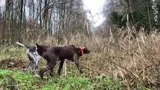 Gsp&rsquo;s stalking, pointing and flushing.