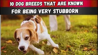 The Most Stubborn Dog Breeds You&rsquo;ll Ever Meet