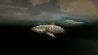 RDR2 creatures fish@shark@move idle turn r