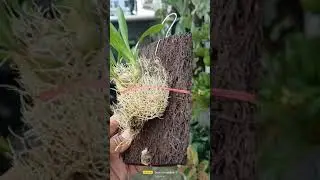 Paket murah 6 jenis anggrek untuk pemula