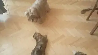 Maluszki Lhasa apso The Tibetan Pride