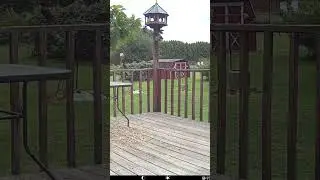Birds at the suet feeder battling for some food
