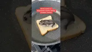 #юмор #хомяк #смешноевидео #простые_рецепты #простыерецепты #быстроивкусно #вкусноибыстро #ням #еда