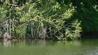 Kormor&aacute;n mal&yacute; (Microcarbo pygmaeus) juveniln&iacute; jedinec, vz&aacute;cn&yacute; host