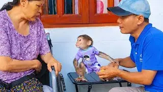 Baby Monkey Cubin&rsquo;s Love for Grandma Will Melt Your Heart 🐵❤️