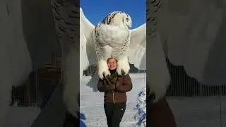 The Beauty of the AI Majestic Owl