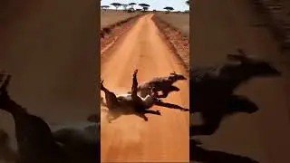 Aardvark Fights Hyena Underground! #wildlife #wildliferescue #animals #africa #hyena #safari #fyp