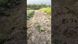 Mandah kehidupan