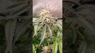 Candy Store (Lemon Berry) Flower Day #53!!