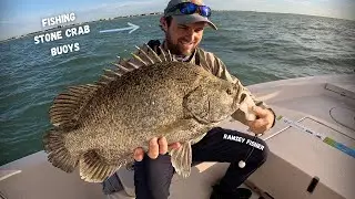 Fishing STONE CRAB Buoys for Tripletail | Sanibel and Captiva Island Tripletail Fishing