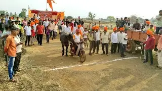 || Pandharpuri Buffalo Calf Running in Race ||