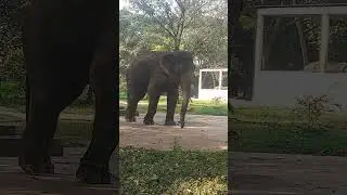 Elephant #education