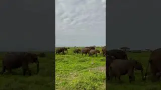 A full herd on the move&mdash;graceful, powerful, and united. 🐘