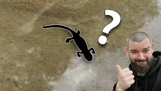 The ELUSIVE alpine NEWT!