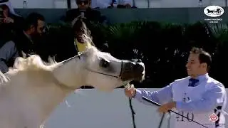 N410 ALFAYSAL - Kuwait Purebred Arabian Horses Show 2022 - Stallions 4-6 Years Old (Class 9B)