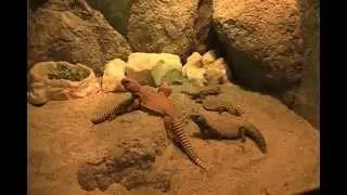 Wildlife World Zoo/part2/ reptiles/lizards/Grateful.Dead/ One More Saturday Night