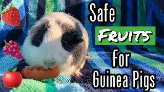 Safe Fruits For Guinea Pigs!