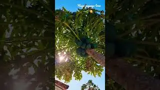 #huge #papaya #tree on #Aruba 😍🌿 #travel #video #nature #shorts #love the #island #life 🇦🇼