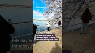 Washington, DC's cherry blossom trees reach peak bloom status 🌸
