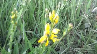 Dyer's Greenweed