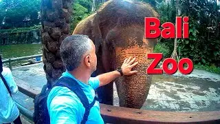 Bali Zoo... 