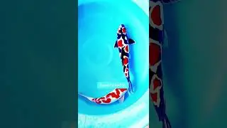 MMA : Taisho Sanke Koi | Beautiful Koi Fish #koi #koifish #koisanke #aquariumfish #ornamentalfish