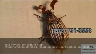 pest control los angeles yelp