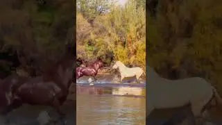 Wild Horse Conflict 🏇