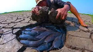 top amazing! catching fish and picking duck eggs by hand a smart fisherman