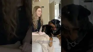 His reaction🤣 #dogs #rottweiler #doggielife #pets #funny #puppy #rottweilerpuppy #cutedog