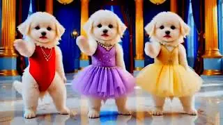🤩 Cute puppy crazy dancing 💃😆 Funny video for Dogs 🤣 _ #dog #puppydance #FunnyDog#PuppyDance