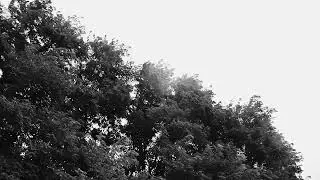 Moving swaying trees in the wind - Free piano music & video no copyright