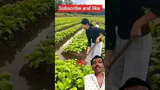 vegetables growing method #agriculture #farming #vegetables #farmer #satisfying