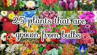 Flowers Knowledge part 5 #bulbs #flowers #knowledge #english #hindi #plantknowledge #gardeningtips 