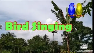 Bird singing/ inspirational outlook/ Birdhand/ cold morning @Jinky916
