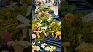 Olympic Peninsula Fungi Festival 2024