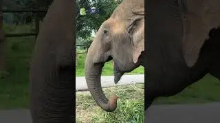 BBP THERAPY | BANNERUGHATTA BIOLOGICAL PARK | BENGALURU | BANNERUGHATTA ZOO | WILDLIFE CONSERVATION