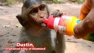Poor orphaned baby monkey Dustin is So hungry with Frown