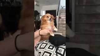 Funniest Video - Cute Dog Drummer Player#shorts