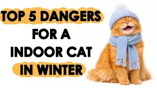Why Winter Is Dangerous for Indoor Cats?