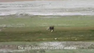 Tibetan Wolf from Tso kar
