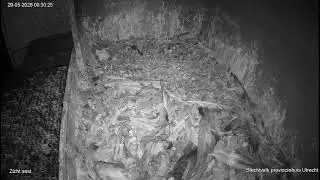 Slechtvalk Provinciehuis Utrecht, camera op nest