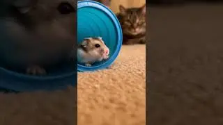 Careful Little Hamster Performs Safety Tricks Like A Pro #pets #hamsters #safety